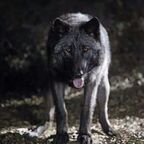 Profile picture of blackwulf