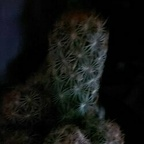 brunomiranda20 avatar