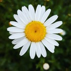 dreamingofdaisy avatar