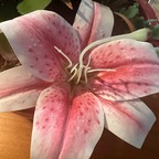 freelillithelo avatar