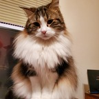 Profile picture of freyjathecat