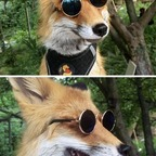 maxthefirefox avatar