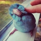 Profile picture of mikuru