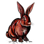 Profile picture of redrabbit6969