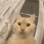 sirpusspusscat avatar