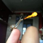 wild_daffodil avatar